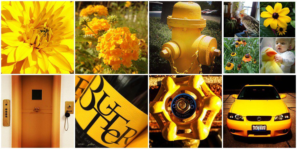 Collection of yellow photos by the students of the summer photo challenge hosted by Ristaino Photography of Sarasota FL