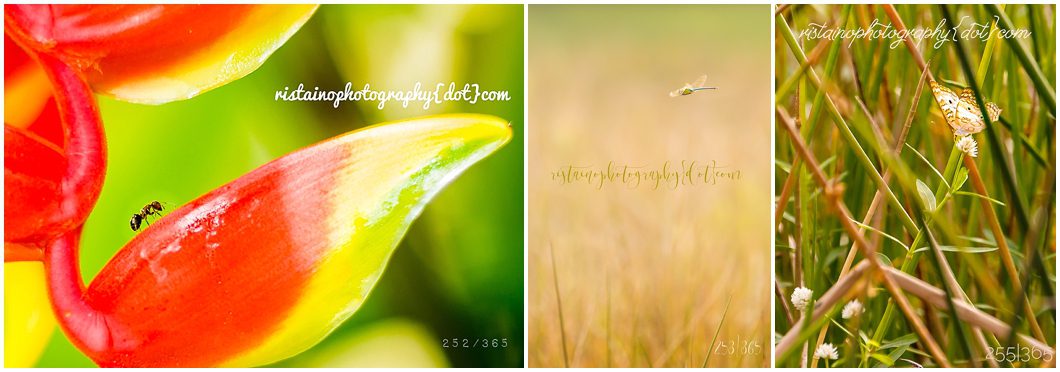 Sarasota Florida nature shots of an ant, a dragonfly and a butterfly.