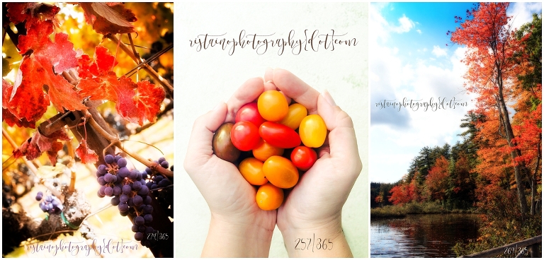 Colors of fall pop in this trio of photos. 
