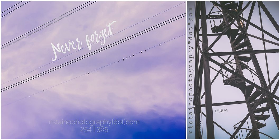 Birds on a wire in Sarasota Florida