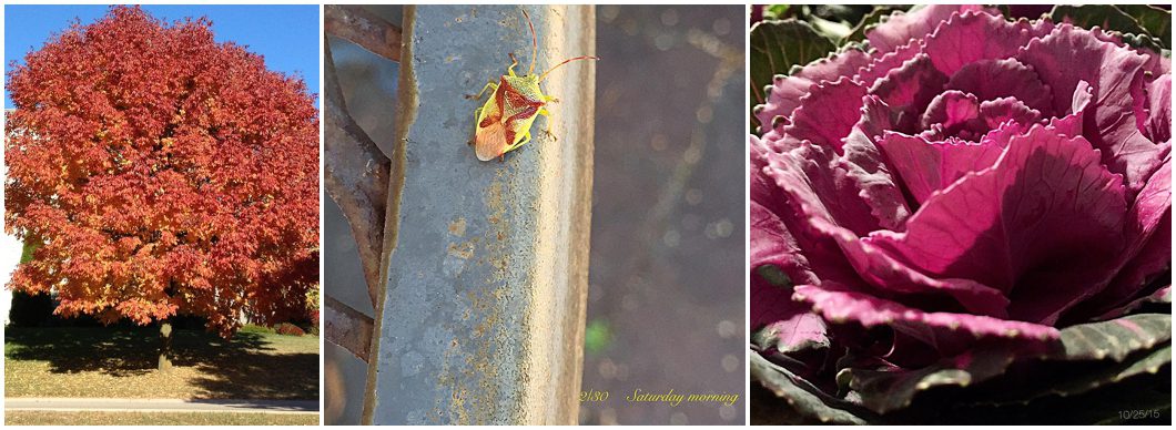 Challenge photos from the Summer Twilight 30 photo challenge hosted by Ristaino Photography of Sarasota FL