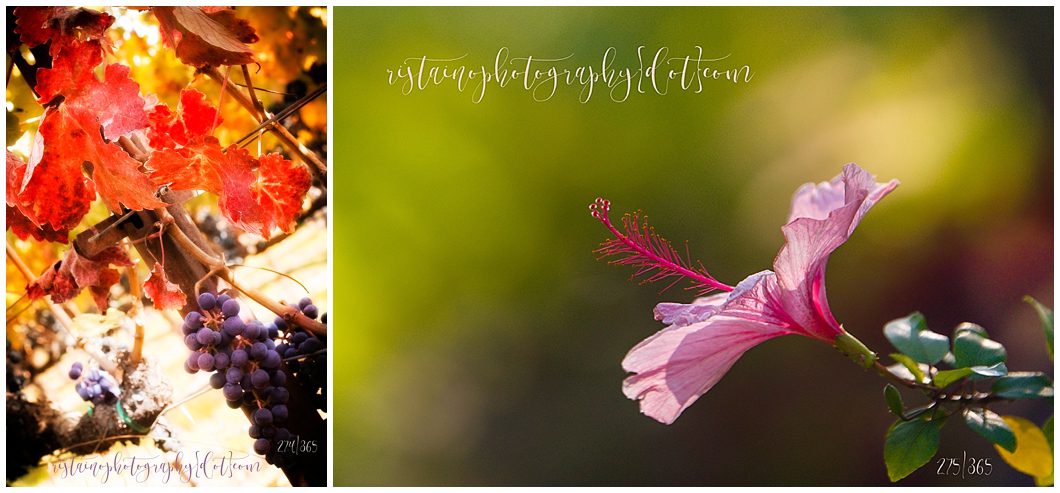 Grape vines display orange leaves in the fall in Napa Valley. Taken by Ristaino Photography of Sarasota FL
