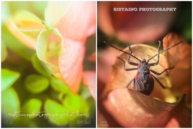 Photos from my 365 Project taken by Ristaino Photography of Sarasota FL