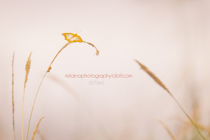 golden butterfly sits on a reed on a foggy day in florida