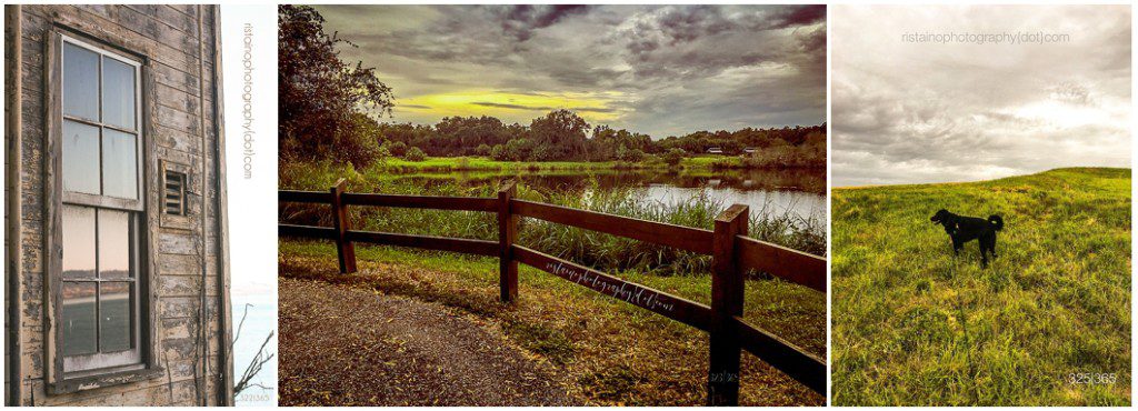 Photos of 365 project by headshot photographer Ristaino Photography of Sarasota FL