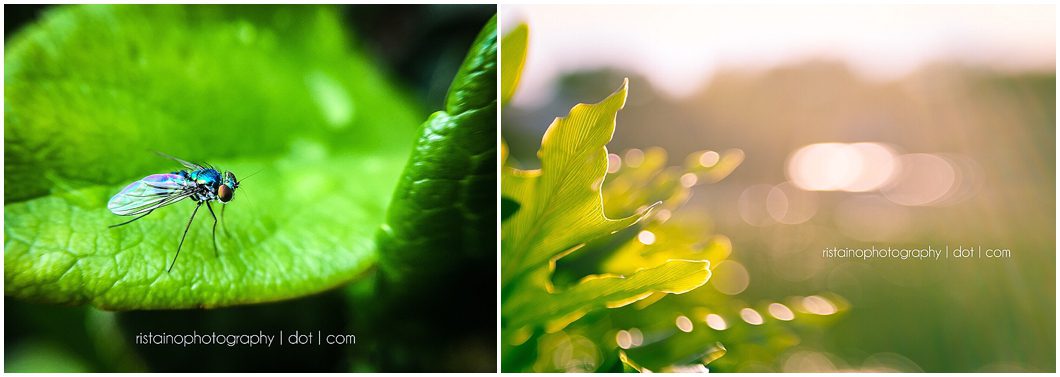 collage of project 365 instagram photos by sarasota headshot photographer ristaino photography 