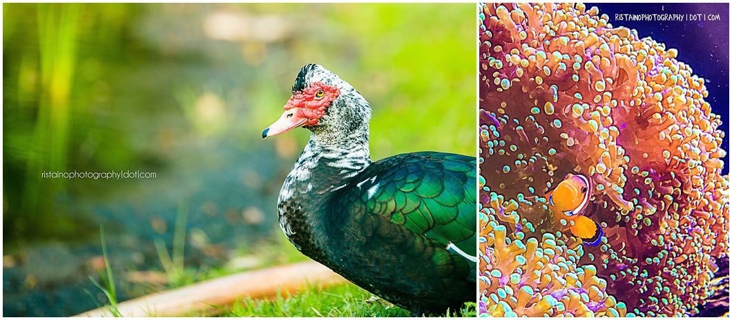 collage of project 365 instagram photos by sarasota headshot photographer ristaino photography 