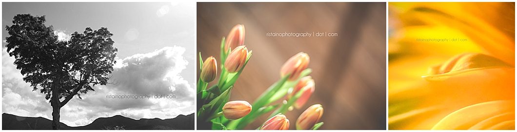 February photos of my Instagram 365 project by Ristaino Photography, headshot photographer in Sarasota FL