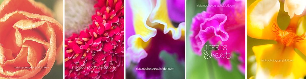 Instagram Project 365 - Selby Gardens orchids