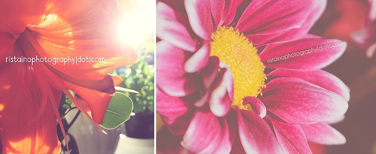 pink variegated daisy and glowing lily - Instagram Project 365