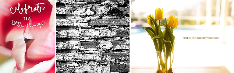 brick wall and yellow tulips - Instagram Project 365