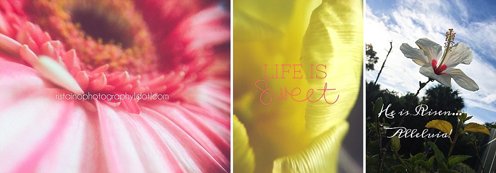 Spring flowers Instagram Project 365