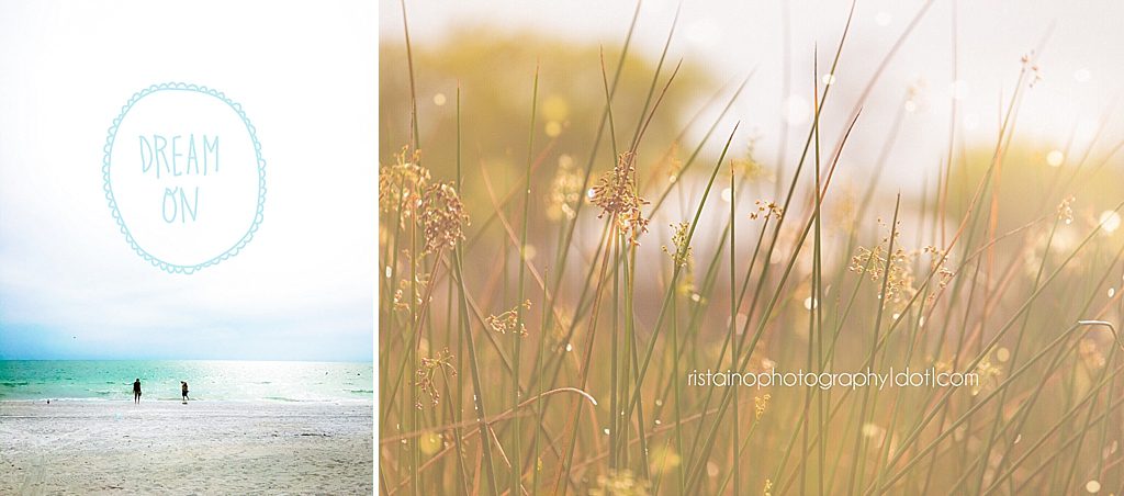 Instagram Project 365 Golden glowing reeds in the late afternoon sun