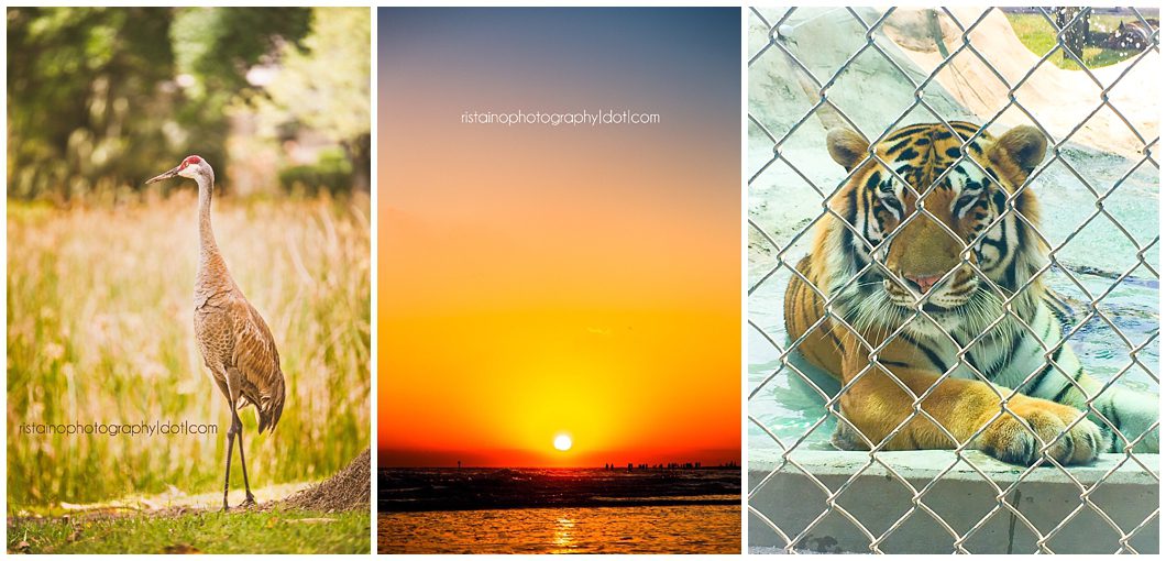 Ristaino Photography Premier Portrait Photographer in Sarasota presents April Project 365 photos